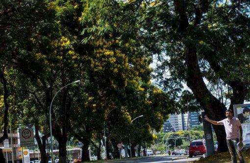 COP30: Brasil lança plano para aumentar arborização urbana