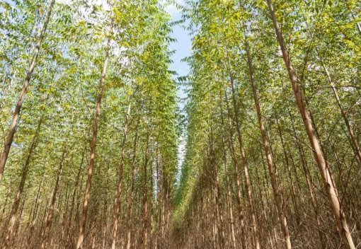 Bracell compra florestas de eucalipto da Duratex em São Paulo