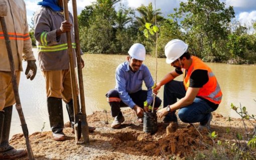 Ação da BYD planta mais de 15 mil mudas nativas em Camaçari