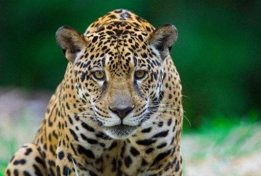 Brasil sedia COP 15 sobre proteção de espécies migratórias