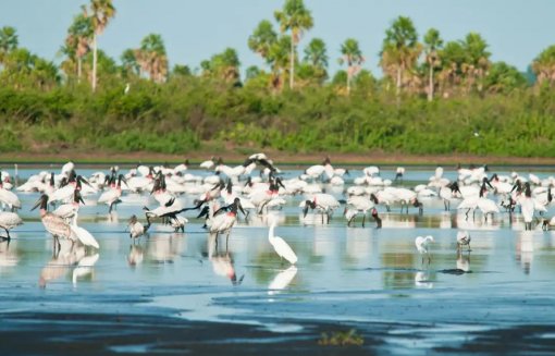 Governo amplia Unidades de Conservação em 148 mil hectares