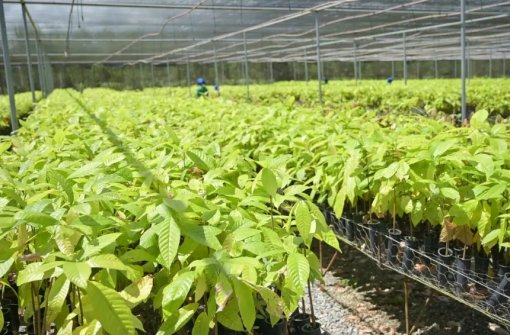 Bioeconomia em áreas degradadas cria produção sustentável no Pará