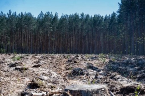 Fragmentação da vegetação nativa cresceu 163% em 38 anos