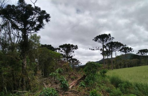 Desmatamento da Mata Atlântica tem queda de 28%