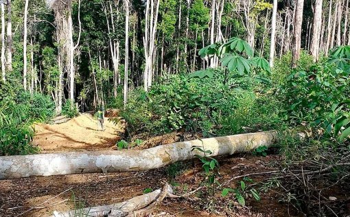 Desmatamento no Brasil registra queda de 20,6% em 2025