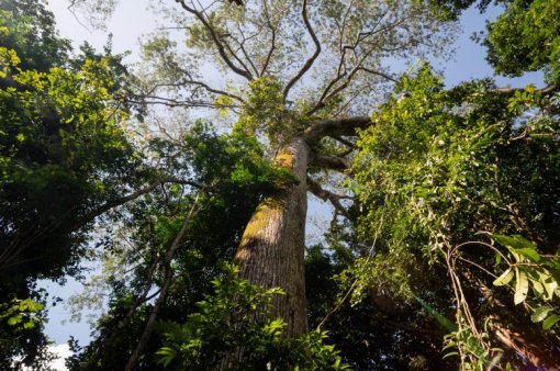 Dia Mundial do Meio Ambiente: FAS fortalece gestão socioambiental