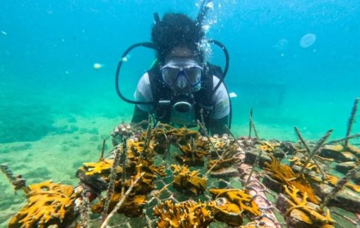 Projeto Corais de Maré supera 3 mil colônias cultivadas na BTS