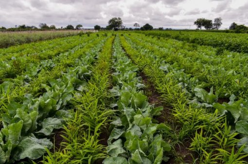 Empresas globais de alimentos adotam agricultura regenerativa