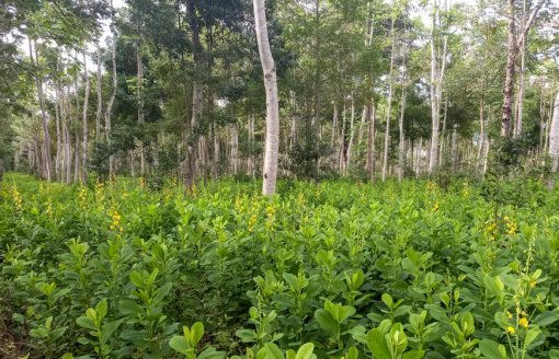 Projeto restaurará 600 mil hectares de vegetação nativa no Brasil