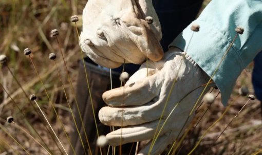 Pesquisadores encontram plantas consideradas extintas há 30 anos