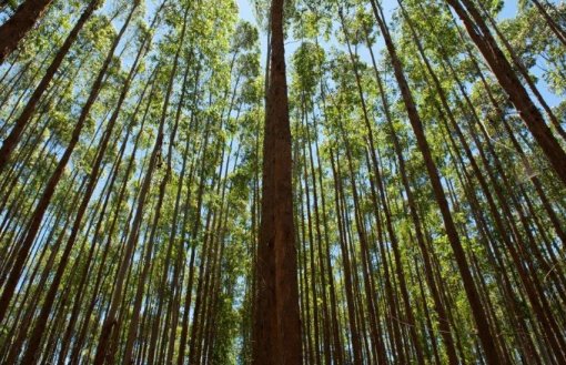 Suzano investe em tecnologia contra incêndios florestais