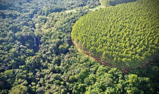 Eucatex investe R$ 410 milhões em expansão florestal