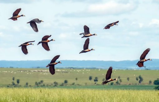 Proteção da biodiversidade demanda mais US$1,3 tri por ano
