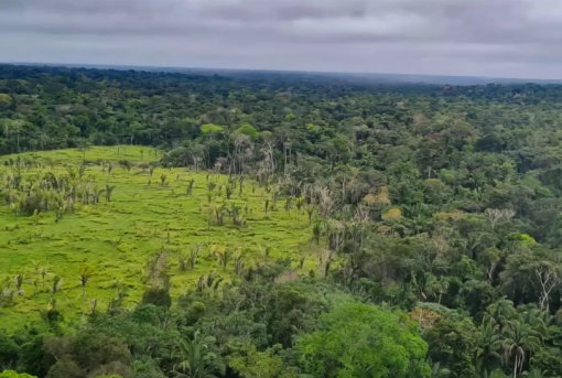 ONU alerta que restauração de florestas não pode mais esperar