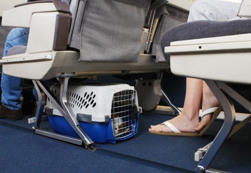 Azul transportou mais de 47 mil pets em seus voos em 2026