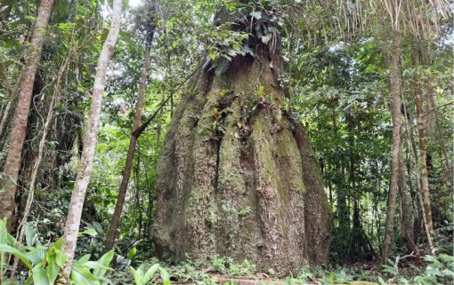 Lista das espécies da flora ameaçadas de extinção é atualizada